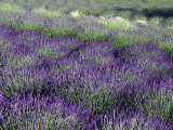 Lavender Fields in Sequim  Olympic Peninsula  Washington  USA