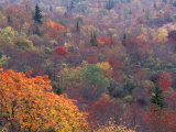 Autumn color in the Great Smoky Mountains National Park  Tennessee  USA