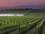 Sunrise on the Fog Behind Vineyard in Napa Valley  California  USA