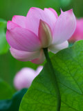 Perry's Water Garden  Lotus Blossom  Franklin  North Carolina  USA