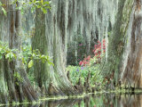 Charleston  South Carolina  USA