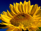 Sunflower in Blue Sky  Seattle  Washington  USA