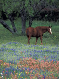 Texas Paintbrush and Bluebonnets  East of Lytle Horse  Texas  USA