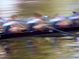 Crew Rowing  Seattle  Washington  USA