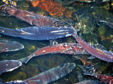 Migrating Salmon  Washington  USA