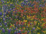 Texas Paintbrush and Bluebonnets with Low Bladderpod  Hill Country  Texas  USA