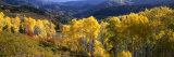View Down Nebo Creek Drainage  Wasatch Mountains  Uinta National Forest  Utah  USA
