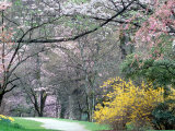 Spring Blooms in Washington Park Arboretum  Seattle  Washington  USA