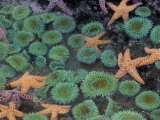 Starfish and Sea Anemones in Tidepool  Olympic National Park  Washington  USA
