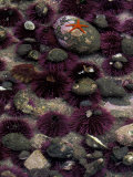 Purple Sea Urchins and Star Fish  Salt Creek Recreational Area  Washington  USA