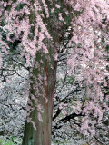 Cherry Blossoms and Red Cedar Tree Trunk  Washington  USA
