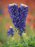 Double-Flowered Texas Bluebonnet  Hill Country  Texas  USA