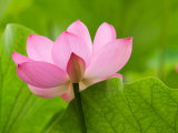 Perry's Water Garden  Lotus Blossom  Franklin  North Carolina  USA