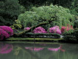 Reflecting pool and Rhododendrons in Japanese Garden  Seattle  Washington  USA