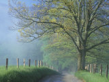 Foggy Road and Oak Tree  Cades Cove  Great Smoky Mountains National Park  Tennessee  USA