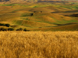 Mid-Season Fields Rolling Hills  Palouse  Washington  USA