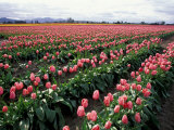 Tulip Field  Skagit Valley  Washington  USA
