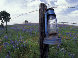 Blue Lantern  Oak Tree and Wildflowers  Llano  Texas  USA