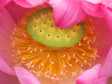 Perry's Water Garden  Lotus Flower  Franklin  North Carolina  USA
