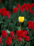 Yellow Tulip  Skagit Valley  Washington  USA