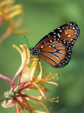 Queen Monarch on Spiderflower in Woodland Park Zoo Rose Garden  Washington  USA