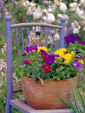 Mixed Flowers and Old Chair  Seattle  Washington  USA