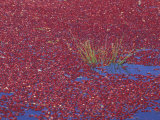 Cranberries in Bog  Long Beach  Washington  USA