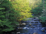 Elkmount Area  Great Smoky Mountains National Park  Tennessee  USA