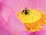 Perry's Water Garden  Lotus Blossom and Bee  Franklin  North Carolina  USA