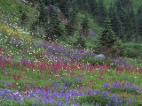 Meadow of Subalpine Lupine and Magenta Paintbrush  Mt Rainier National Park  Washington  USA