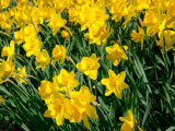 Yellow Daffodils  Elmira College  New York  USA