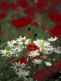 White Daisies and Red Poppies  near Crosby  Tennessee  USA