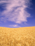 Harvest Time Wheat Crop  Palouse  Washington  USA