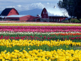 Tulip Display Field  Washington  USA