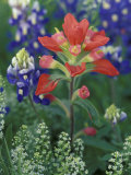 Close-up of Texas Paintbrush  Hill Country  Texas  USA