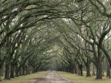 Moss-Covered Plantation Trees  Charleston  South Carolina  USA