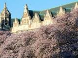 Cherry Blooms at the University of Washington  Seattle  Washington  USA