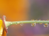 Waterdrops Reflecting on California Poppies  near Portland  Oregon  USA