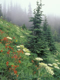Indian Paintbrush and Cow Parsnip  Olympic National Park  Washington  USA