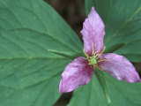 Trillium along Trail to Sol Duc  Olympic National Park  Washington  USA