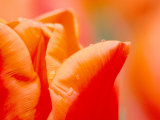 Tulip Detail  Skagit County  Washington  USA