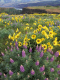 Balsam Root Meadow with Lupine  Columbia River Gorge  Oregon  USA