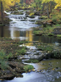 Autumn Color on Stream  Trout Lake  Washington  USA