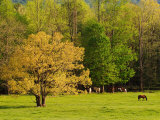 Horses Grazing in Meadow at Cades Cove  Great Smoky Mountains National Park  Tennessee  USA