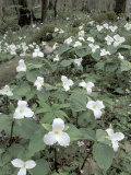 Large-Flowered Trillium  Great Smoky Mountains National Park  Tennessee  USA
