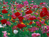 Shirley Mixed and California Poppy Field  Washington  USA