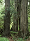 Western Red Ceders in Grove of Patriarchs  Mt Rainier National Park  Washington  USA