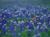 Bluebonnets  Hill Country  Texas  USA