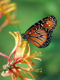 Queen Monarch resting on Spiderflower  Woodland Park Zoo  Washington  USA