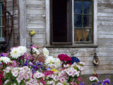 Old Barn with Cat in the Window  Whitman County  Washington  USA